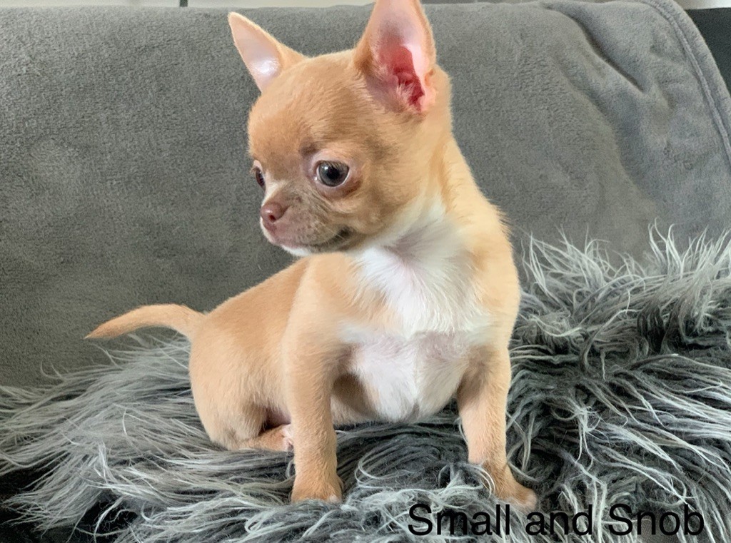 Accueil - Elevage Small And Snob - eleveur de chiens Chihuahua