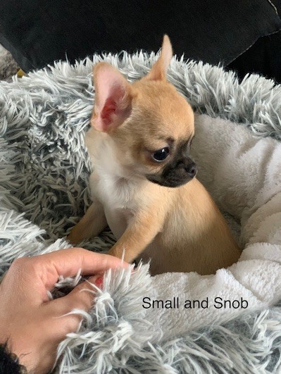 Small And Snob Tiago