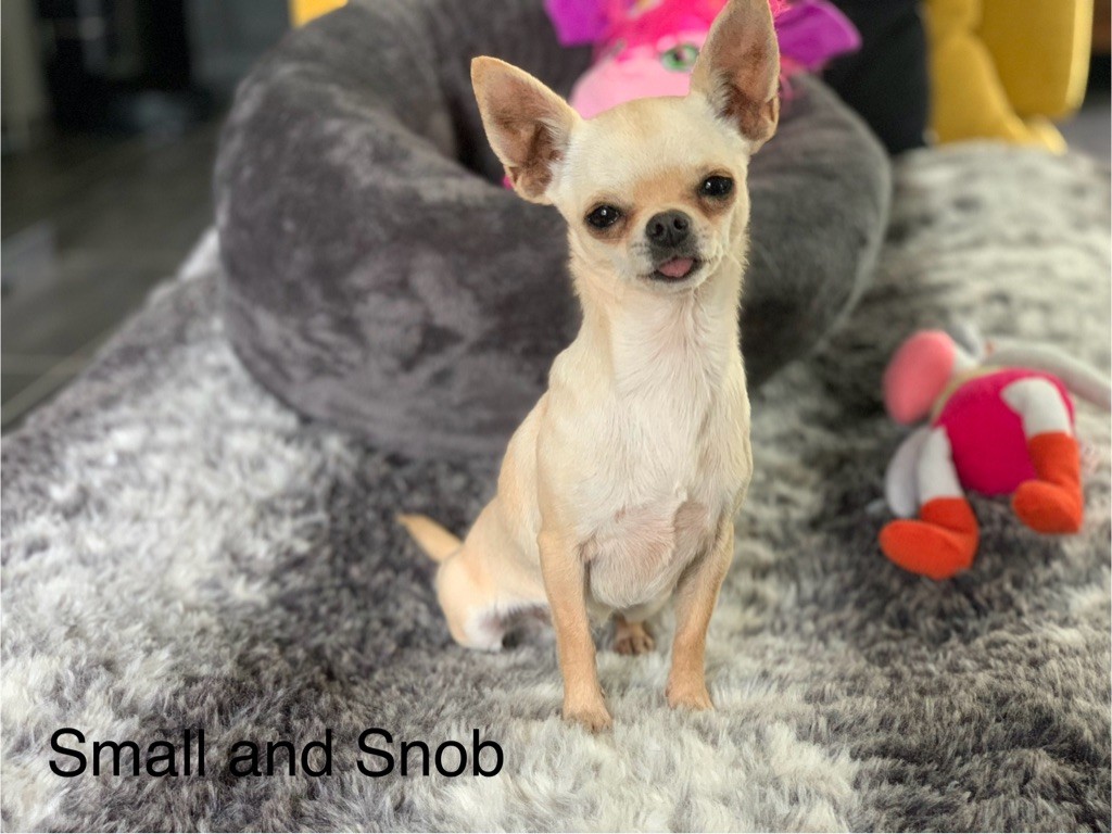 Small And Snob - Chiot disponible  - Chihuahua