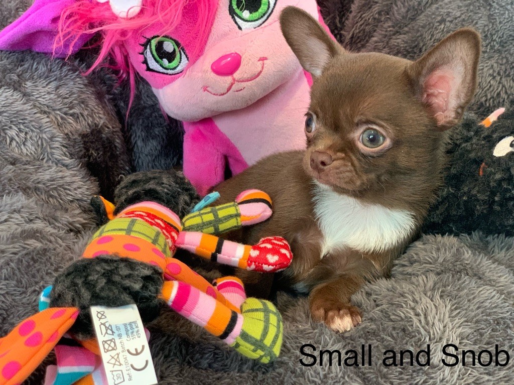 Small And Snob - Chiot disponible  - Chihuahua