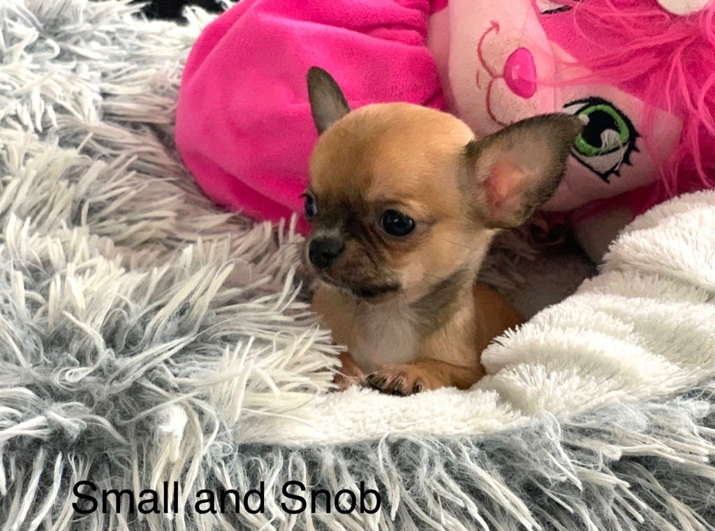 Accueil - Elevage Small And Snob - eleveur de chiens Chihuahua