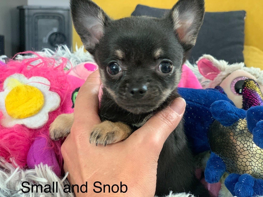 Small And Snob - Chiot disponible  - Chihuahua