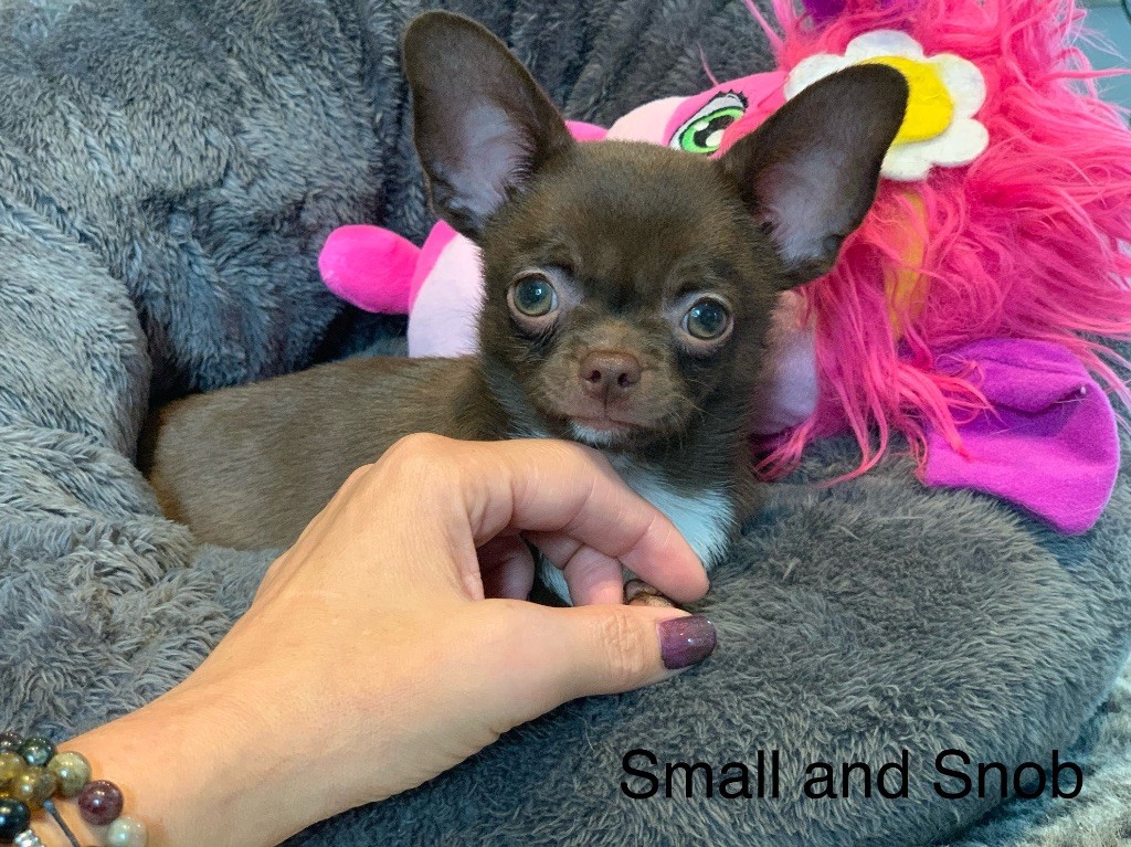 Small And Snob - Chiot disponible  - Chihuahua