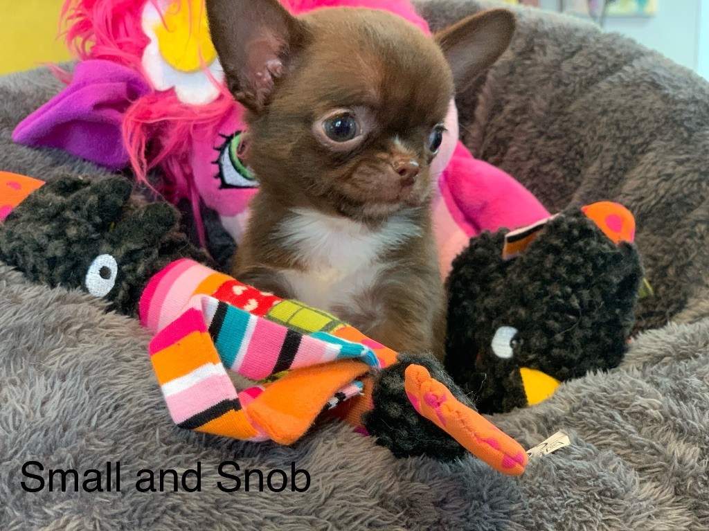 chiot Chihuahua Small And Snob