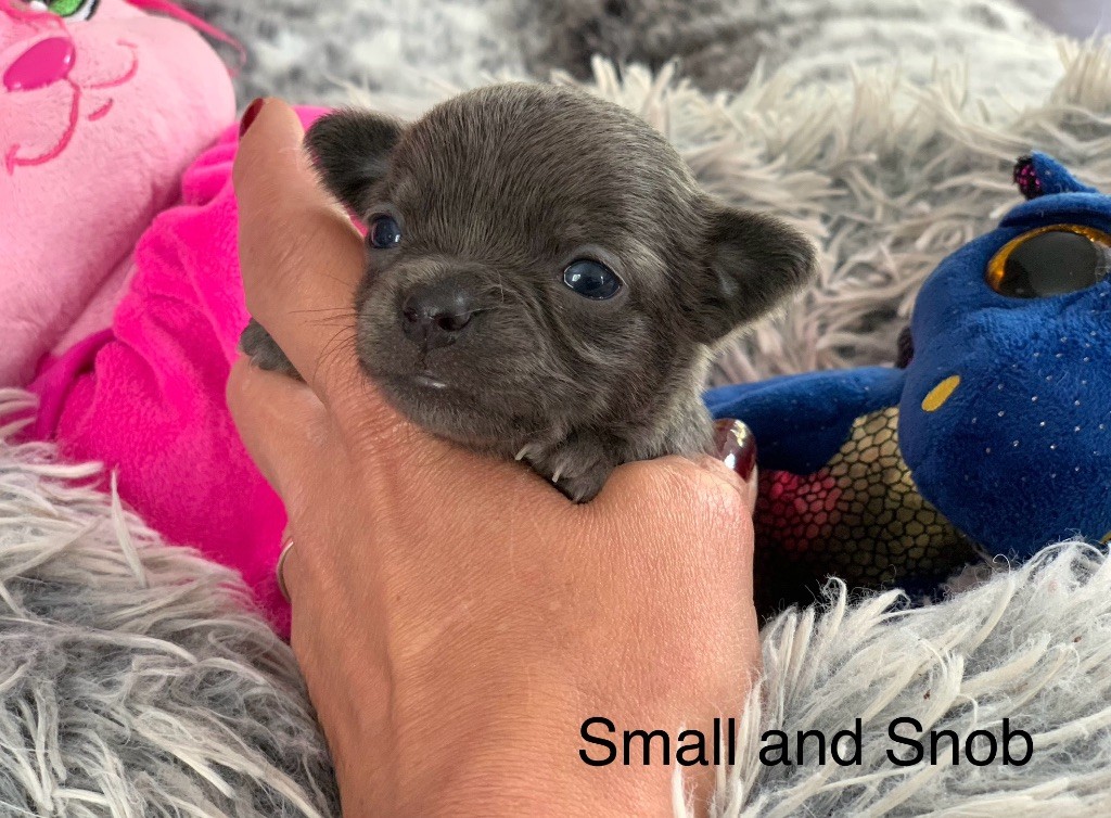 Small And Snob - Chiot disponible  - Chihuahua