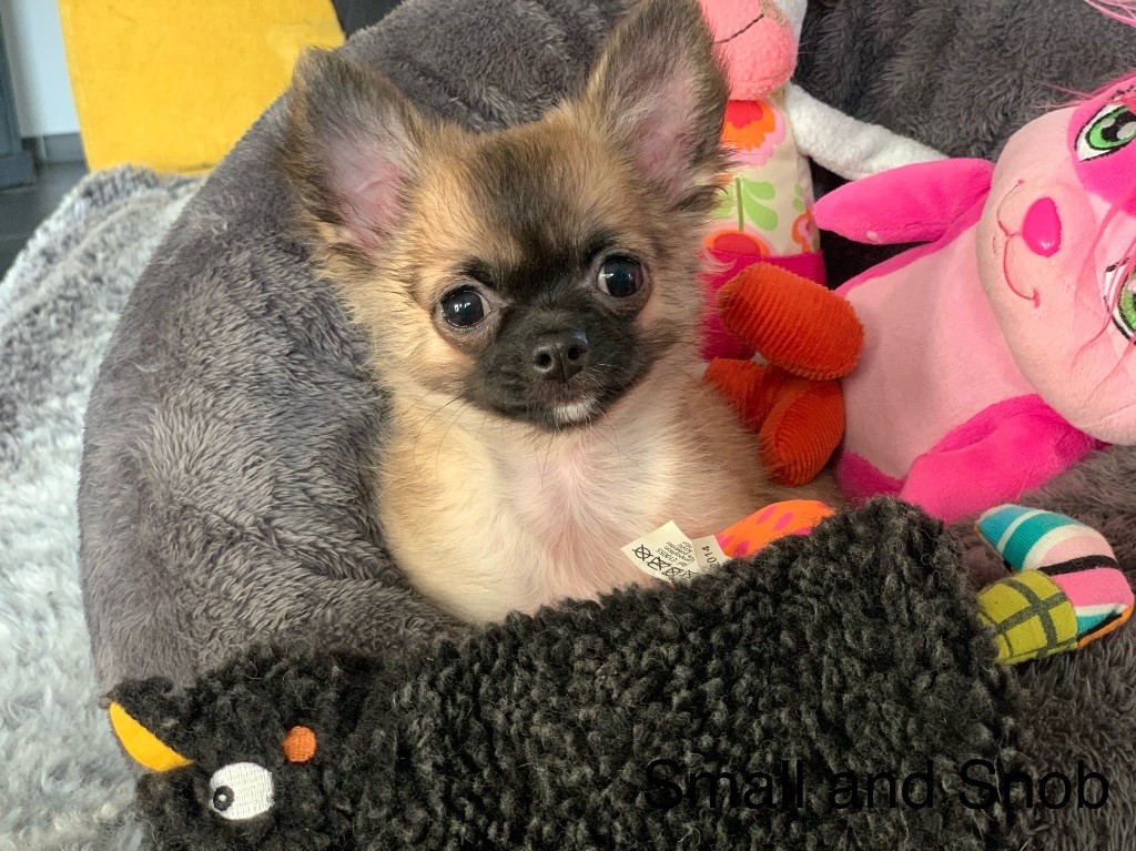 Small And Snob - Chiot disponible  - Chihuahua