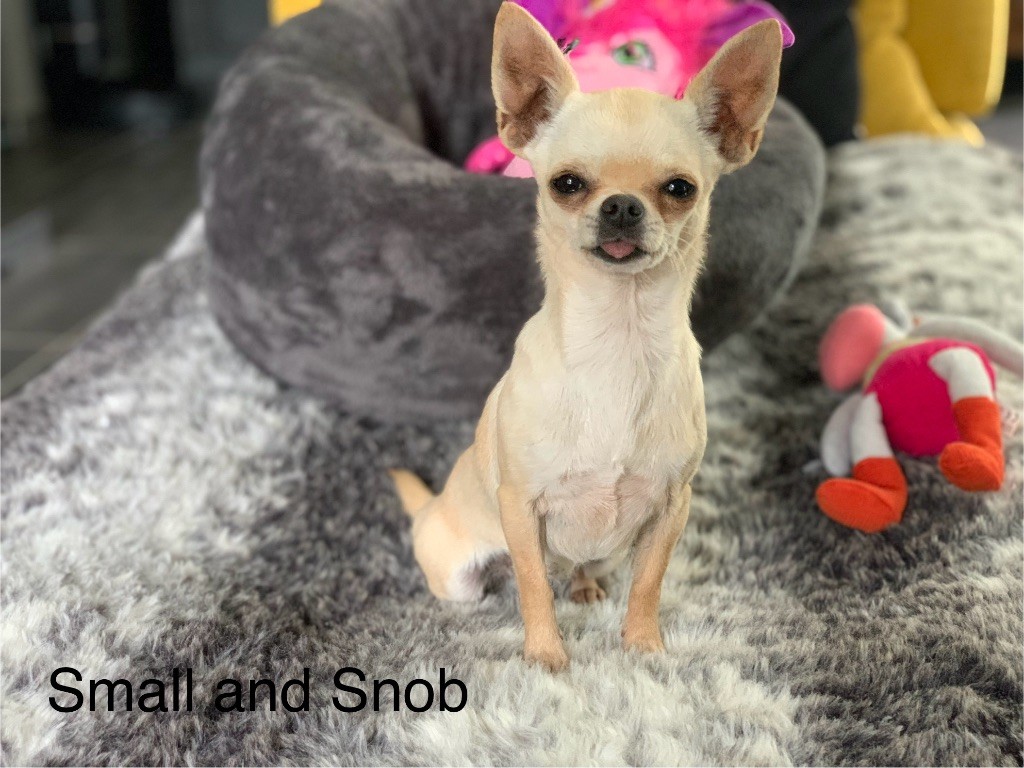 chiot Chihuahua Small And Snob