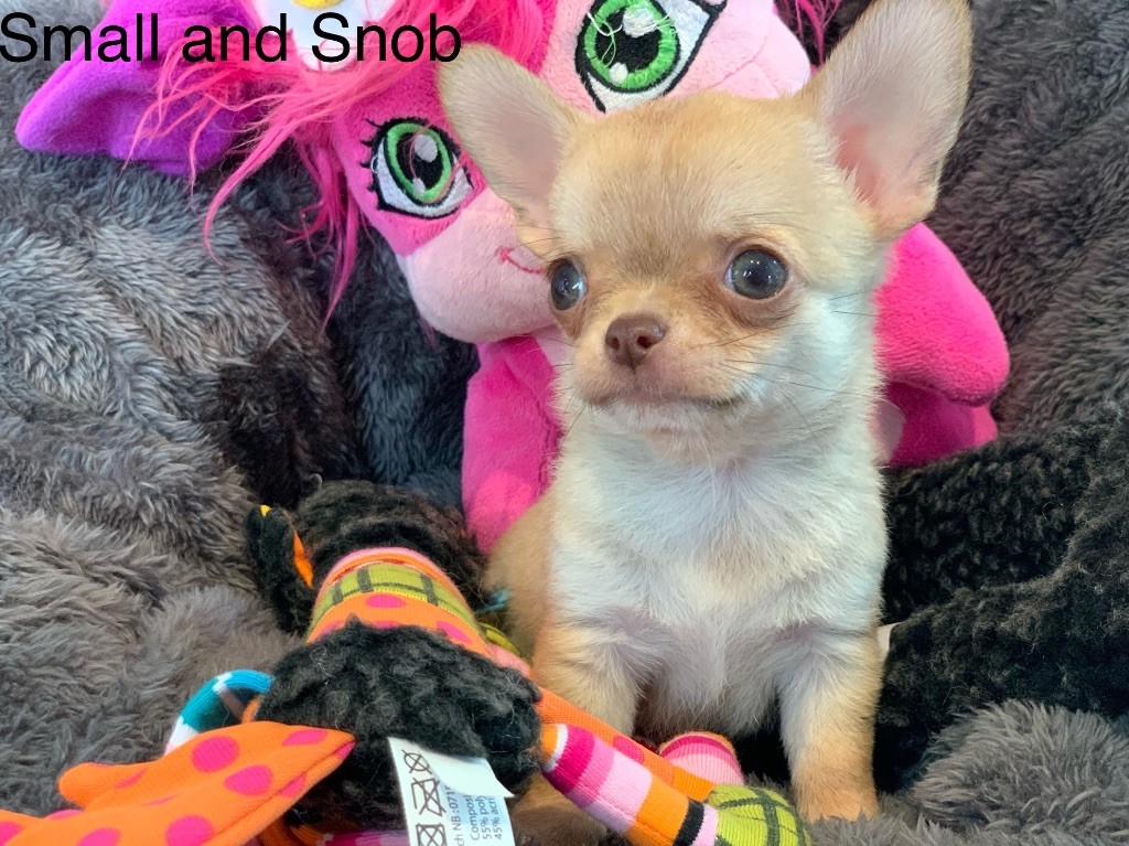 Small And Snob - Chiot disponible  - Chihuahua