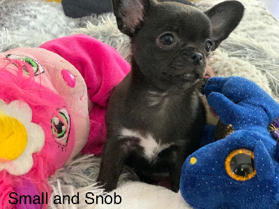 Small And Snob - Chihuahua - Portée née le 03/03/2024