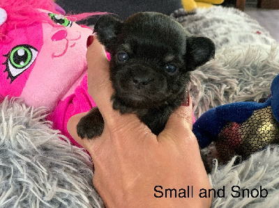 Small And Snob - Chihuahua - Portée née le 27/04/2024