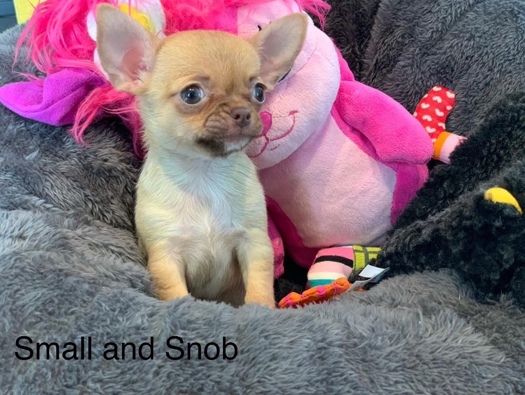 Small And Snob - Chiot disponible  - Chihuahua