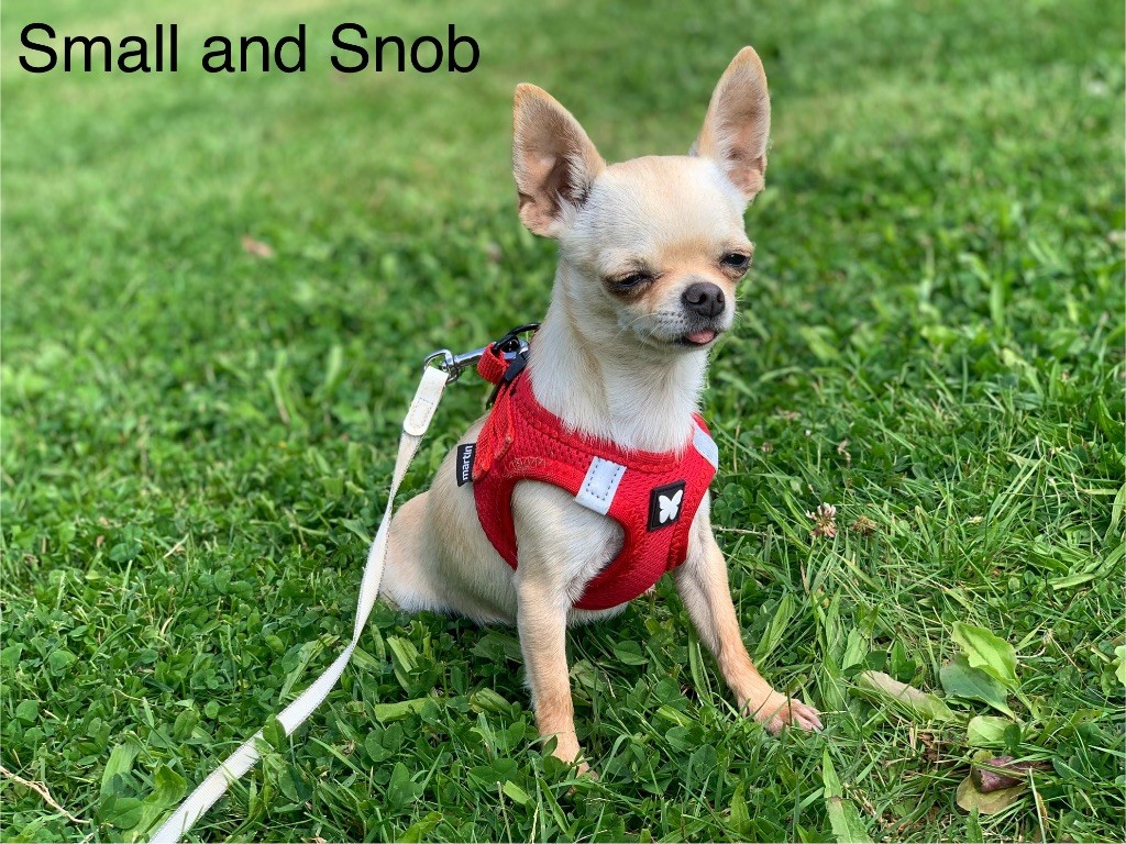 chiot Chihuahua Small And Snob