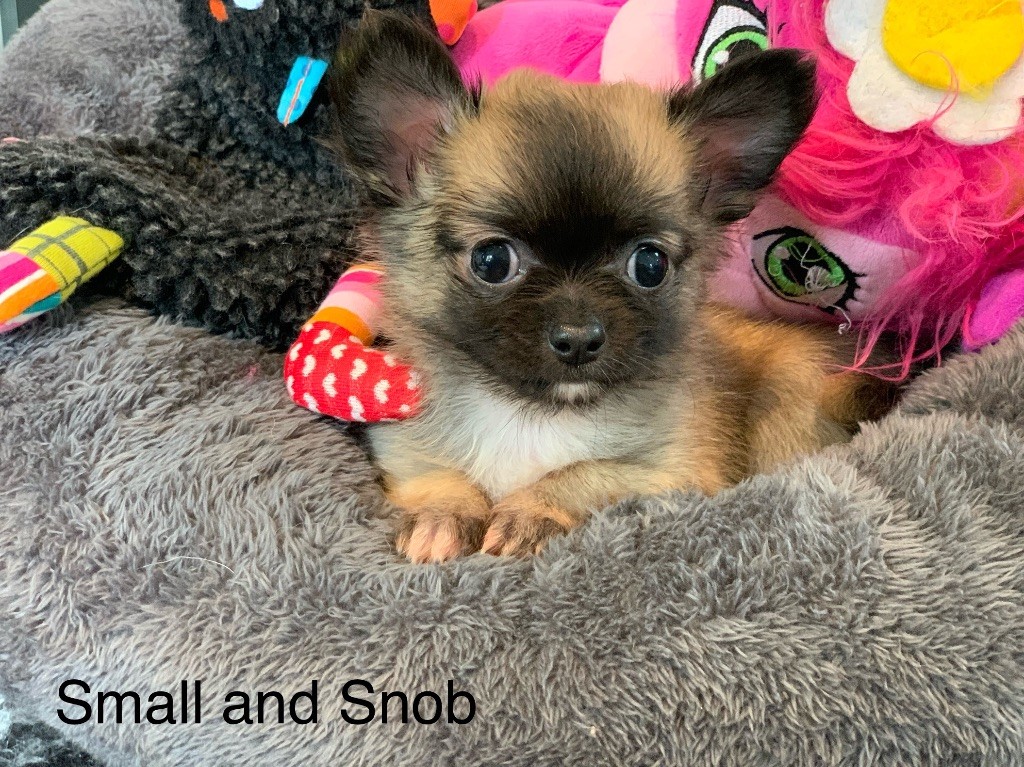 Small And Snob - Chiot disponible  - Chihuahua