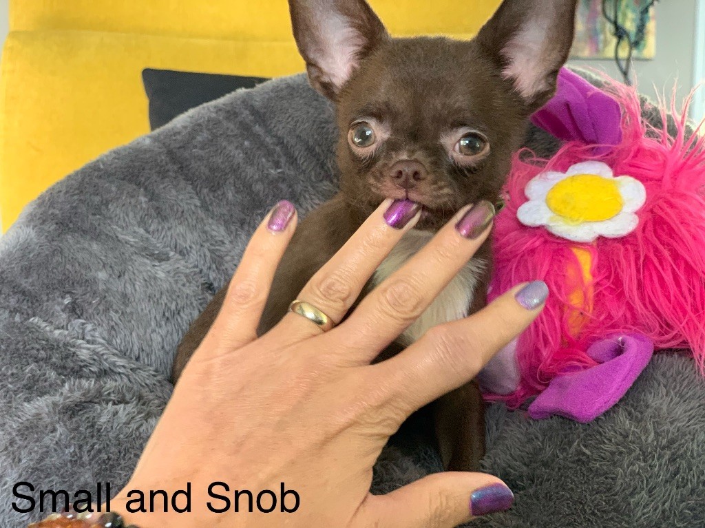 chiot Chihuahua Small And Snob