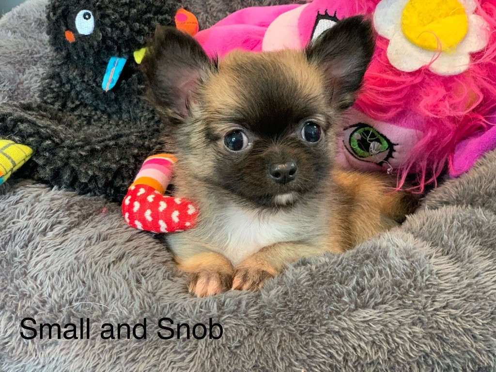 chiot Chihuahua Small And Snob