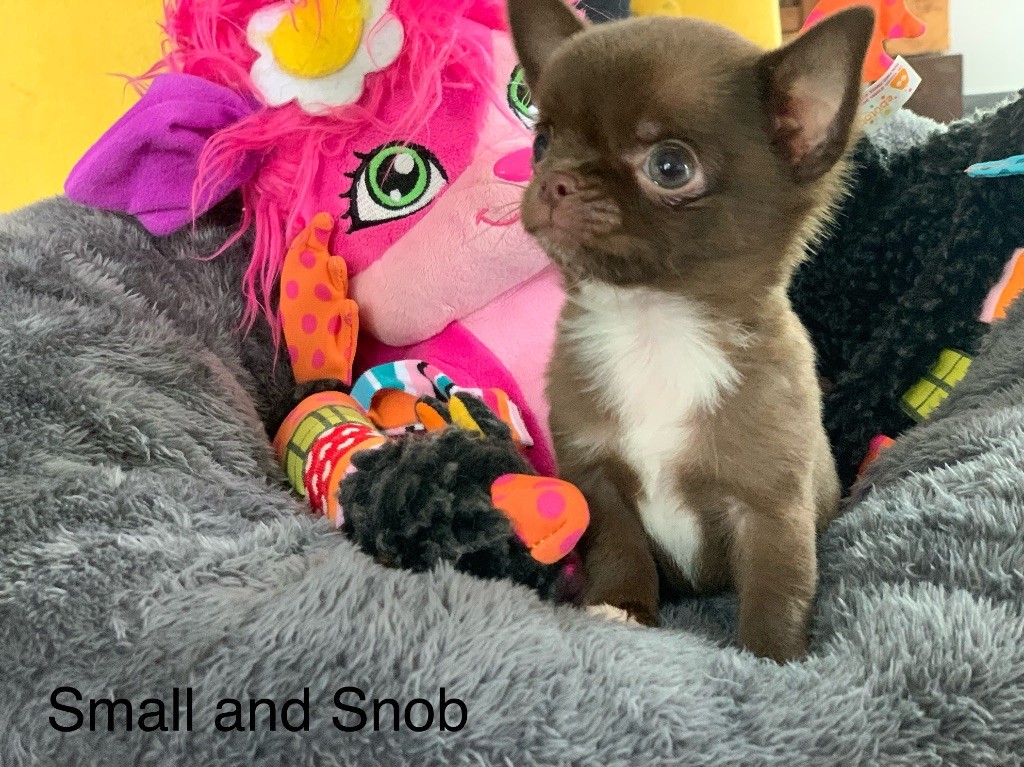 Small And Snob - Chiot disponible  - Chihuahua