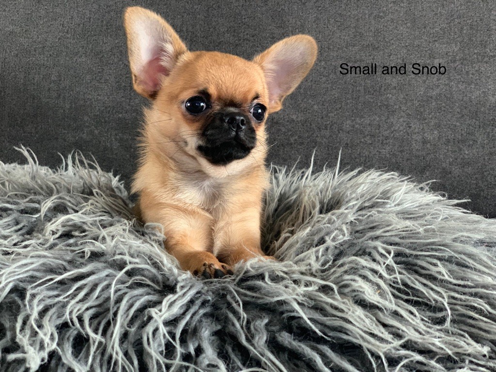 Small And Snob Suzie