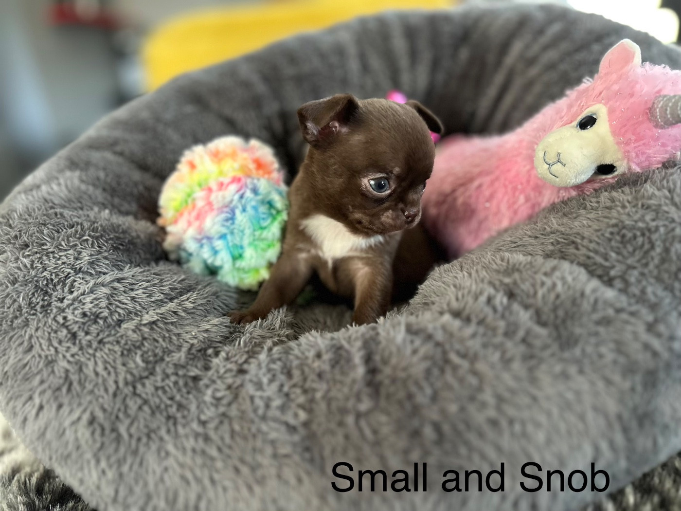 Les Bébés de Véra !