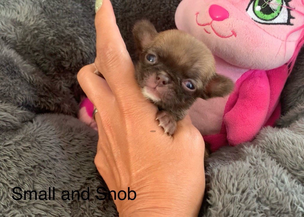 Small And Snob - Chiots disponibles - Chihuahua