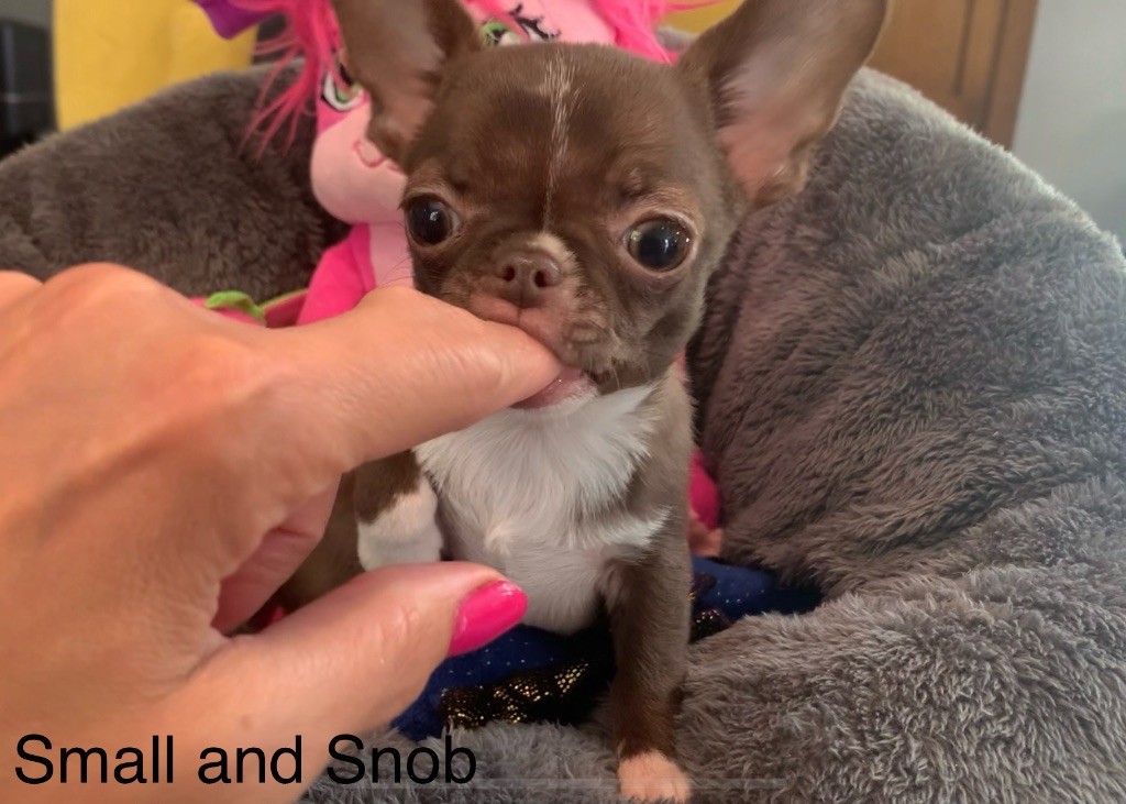 Small And Snob - Chiots disponibles - Chihuahua