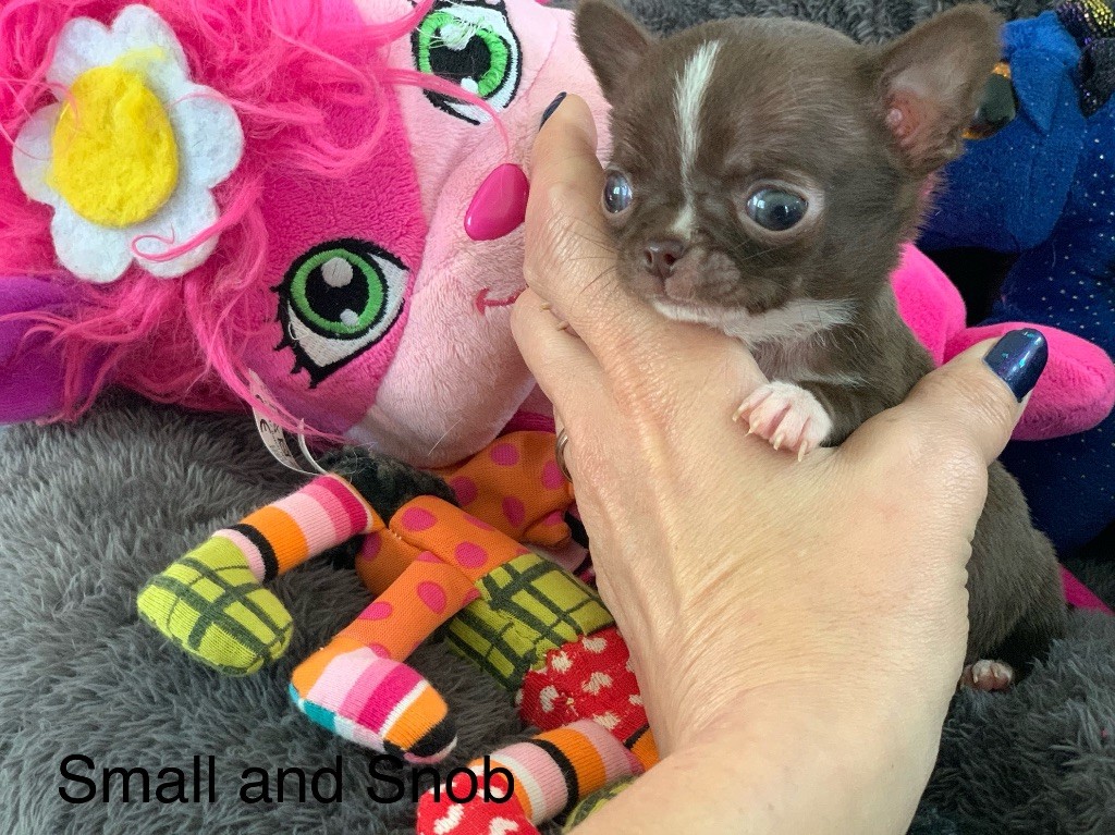 Small And Snob - Chiots disponibles - Chihuahua