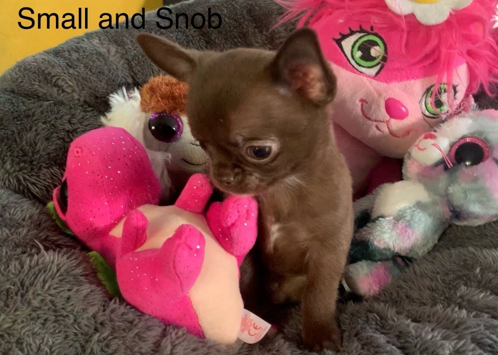 Small And Snob - Chiots disponibles - Chihuahua