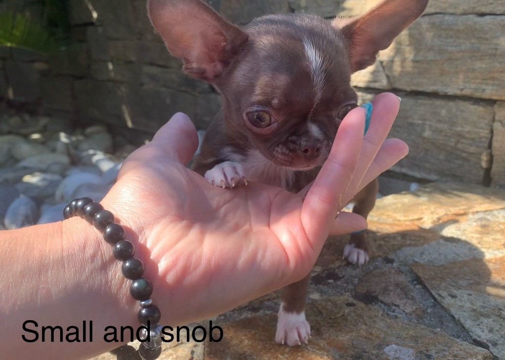 Small And Snob - Chiots disponibles - Chihuahua