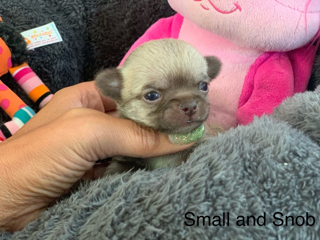 Small And Snob - Chiots disponibles - Chihuahua