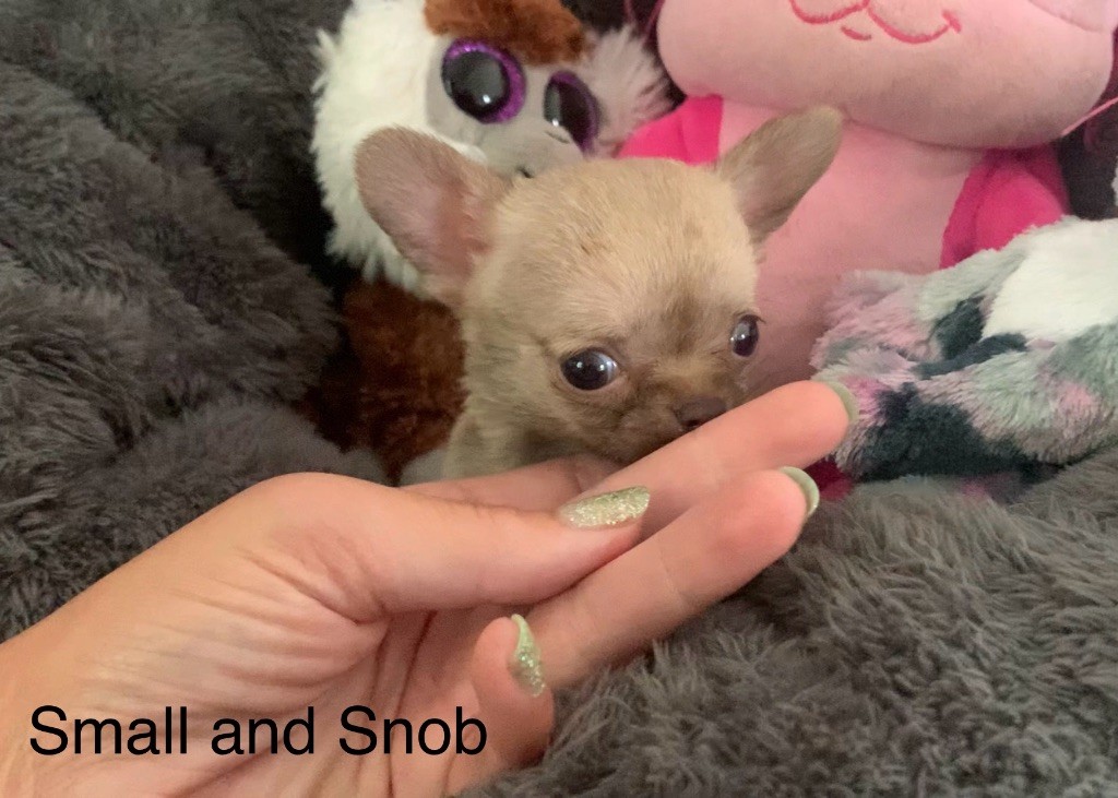 Small And Snob - Chiots disponibles - Chihuahua