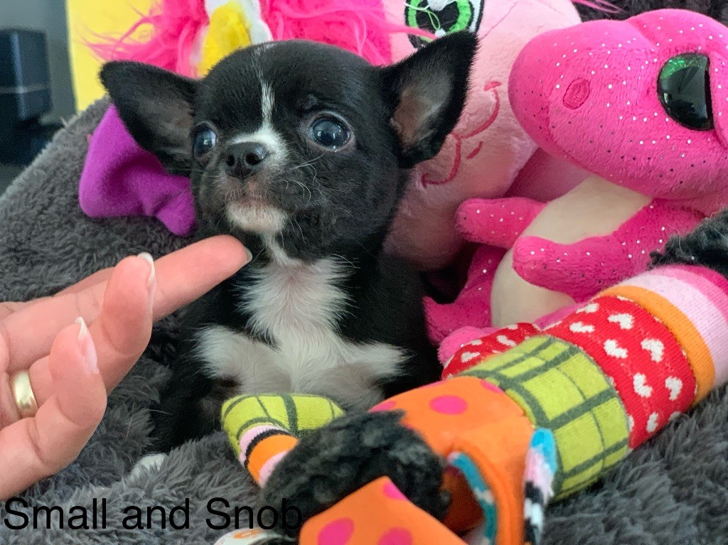 Small And Snob - Chiots disponibles - Chihuahua