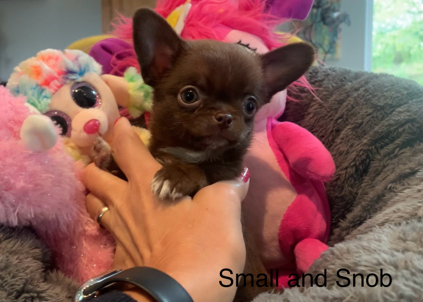 Small And Snob - Chiots disponibles - Chihuahua