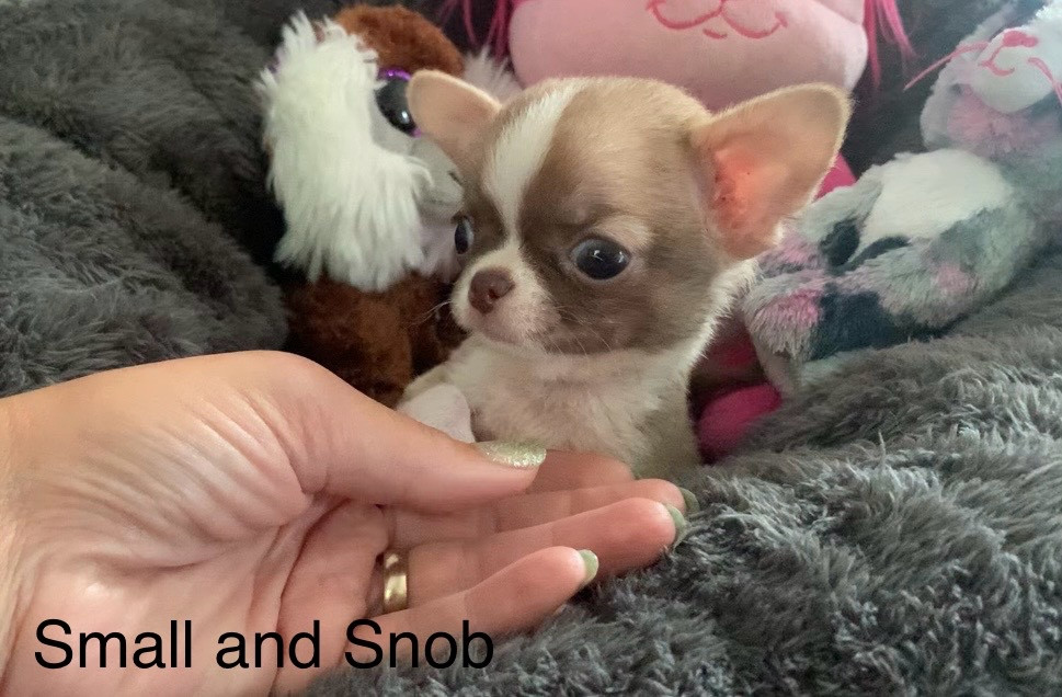 Chiot Chihuahua Small And Snob