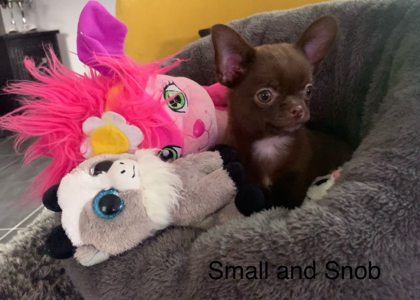Small And Snob - Chiots disponibles - Chihuahua