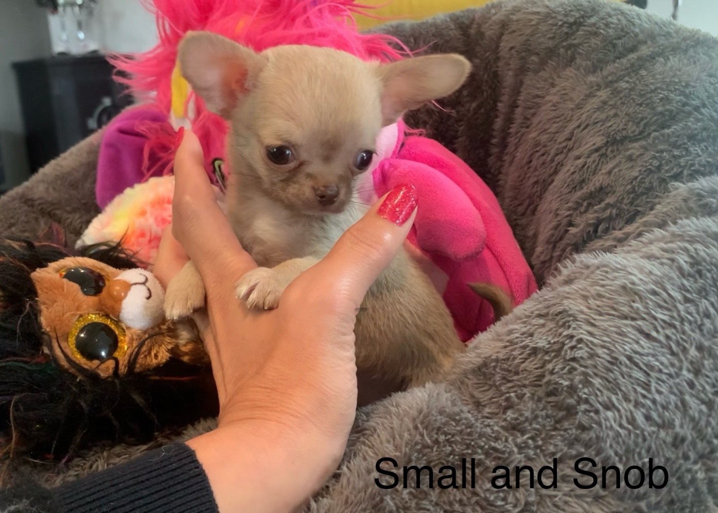 Small And Snob - Chiots disponibles - Chihuahua