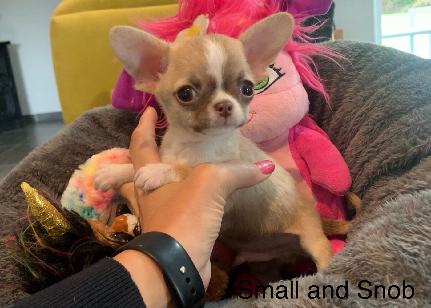 Small And Snob - Chiots disponibles - Chihuahua