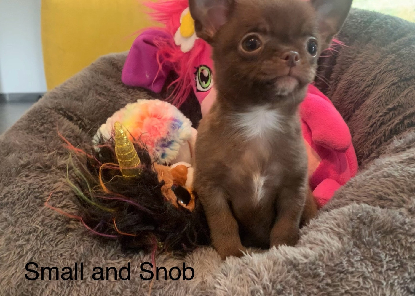 Chiot Chihuahua Small And Snob