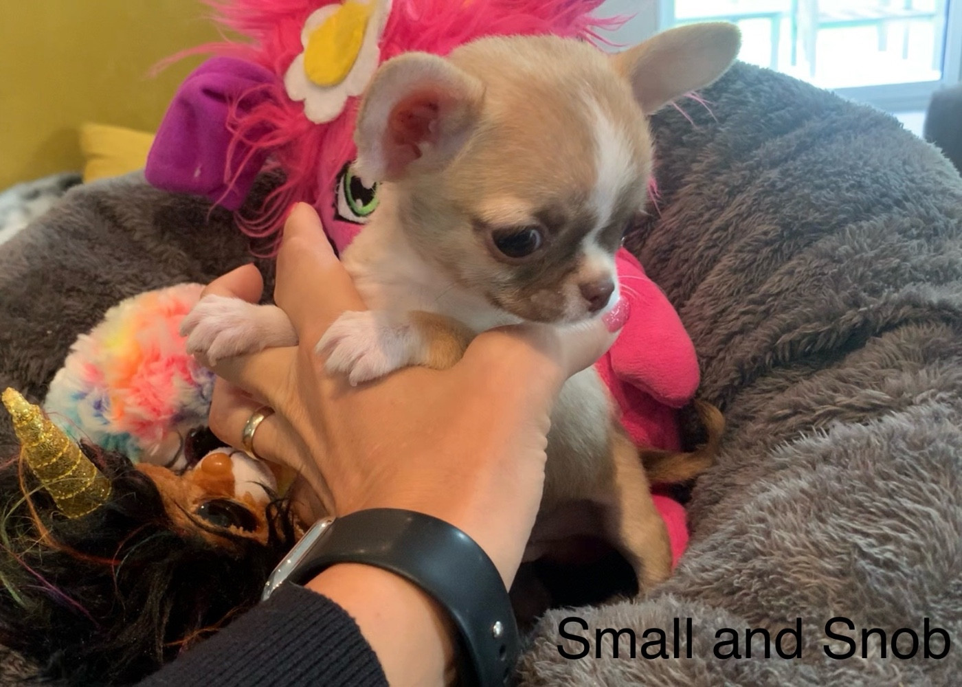 Small And Snob - Chiots disponibles - Chihuahua