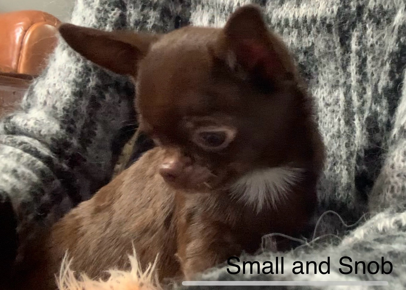 Small And Snob - Chiots disponibles - Chihuahua