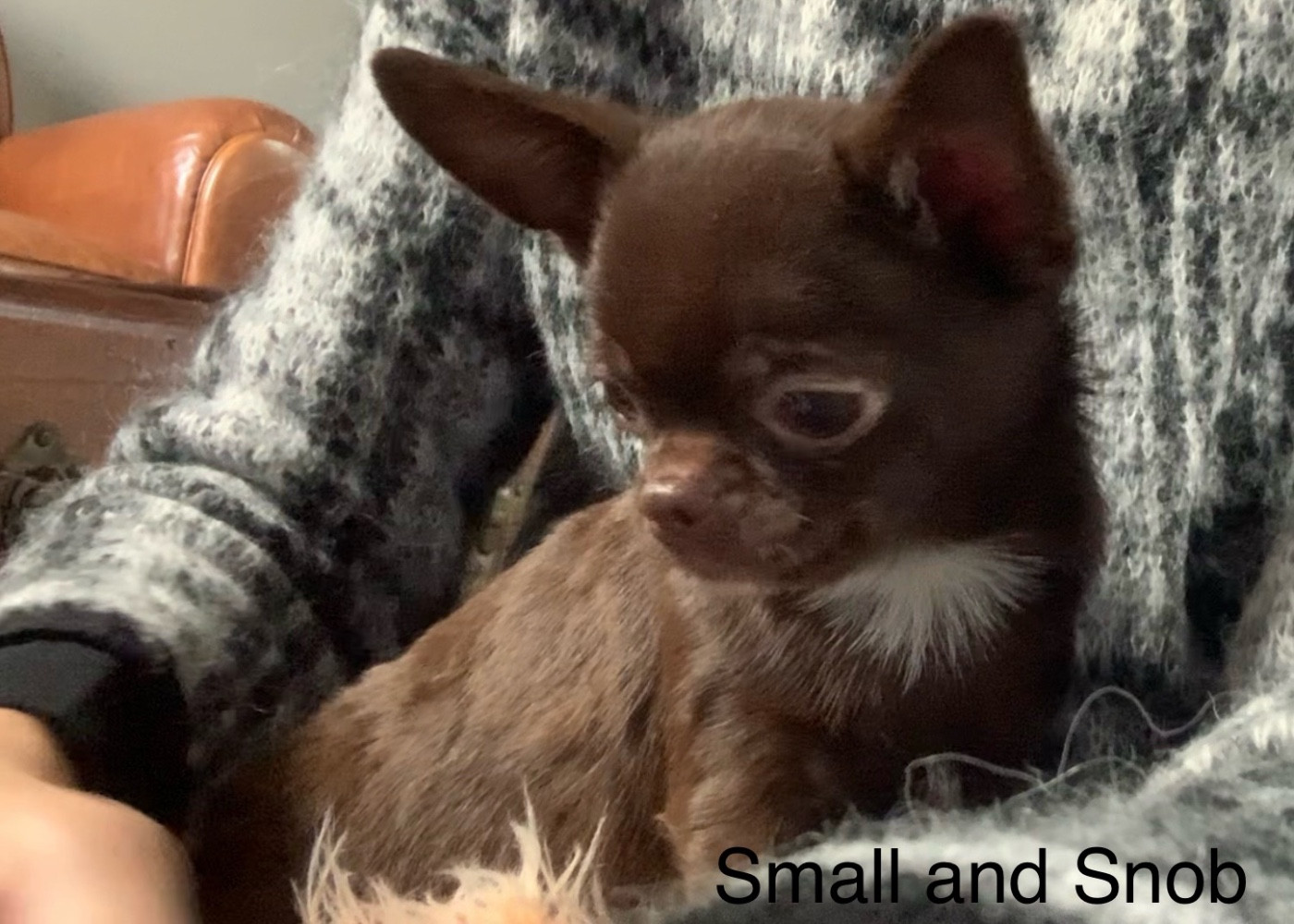 Small And Snob - Chihuahua - Portée née le 23/07/2025