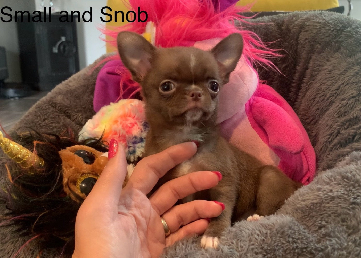 Small And Snob - Chiots disponibles - Chihuahua
