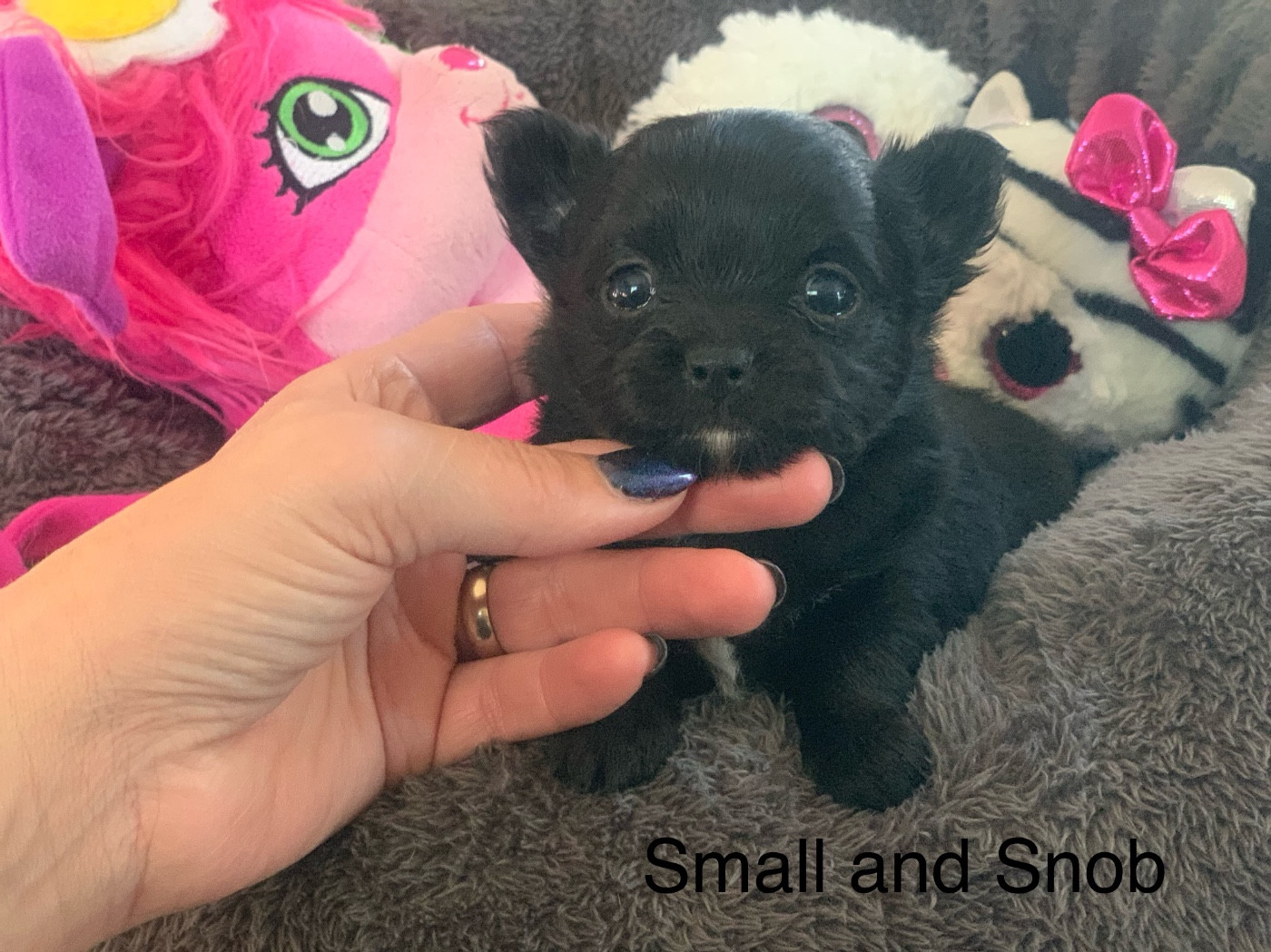 Small And Snob - Chiots disponibles - Chihuahua