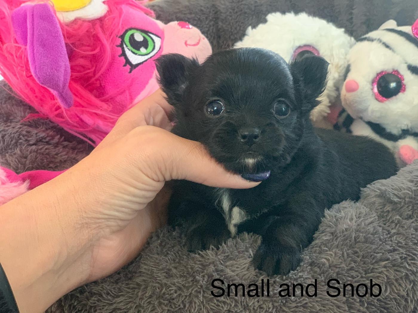 Small And Snob - Chihuahua - Portée née le 16/11/2025