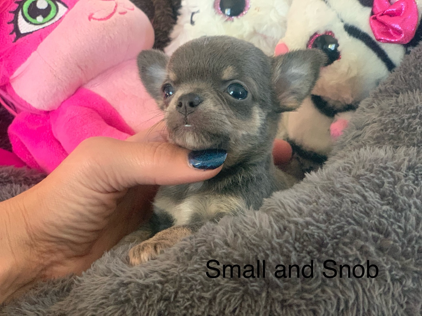Small And Snob - Chiots disponibles - Chihuahua