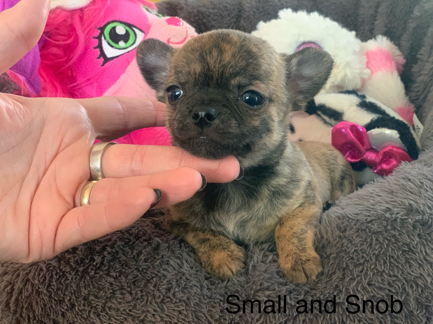 Small And Snob - Chihuahua - Portée née le 12/11/2025