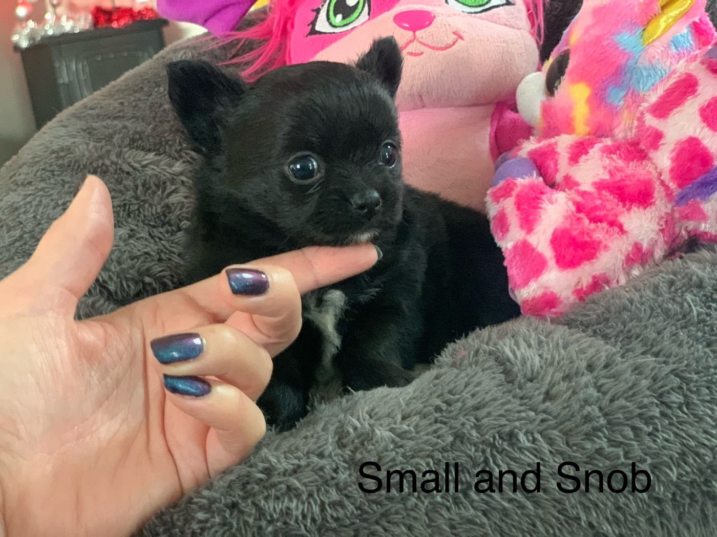 Small And Snob - Chiots disponibles - Chihuahua