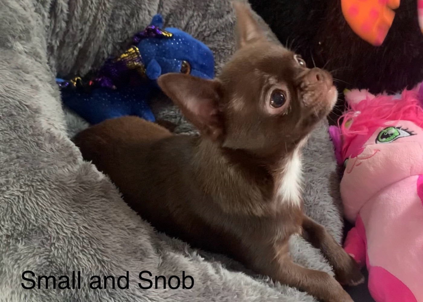 Small And Snob - Chiots disponibles - Chihuahua