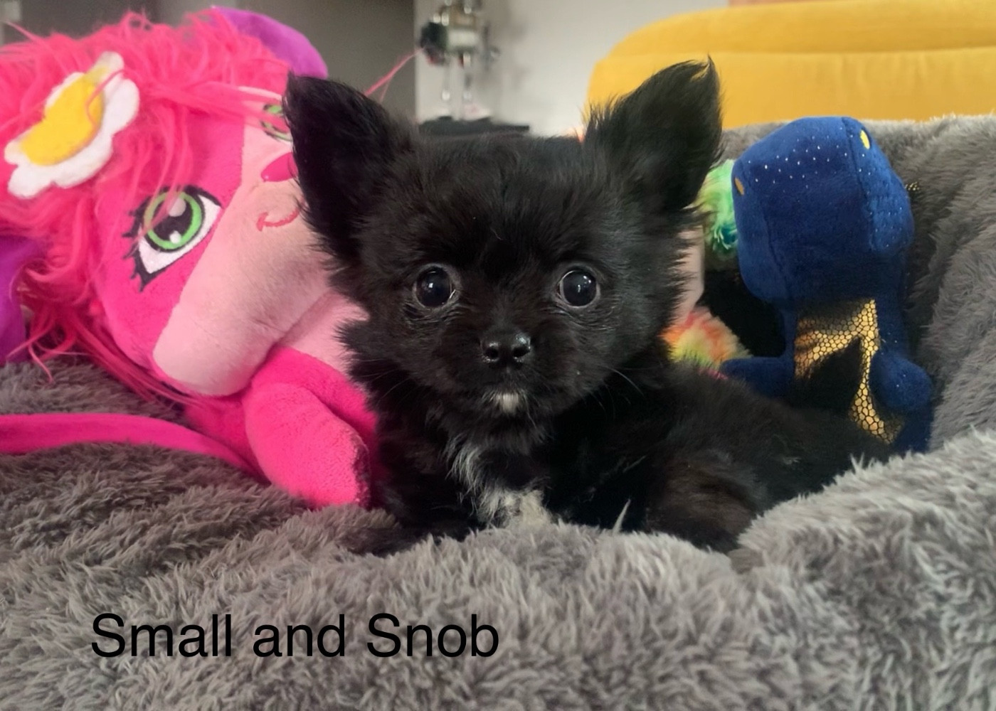 Small And Snob - Chiots disponibles - Chihuahua