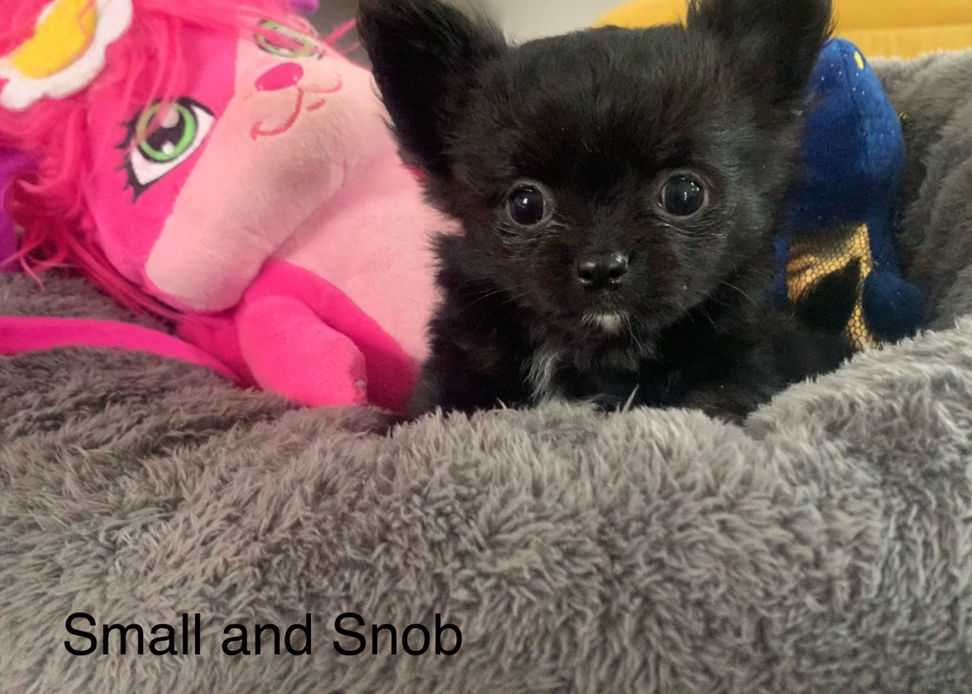 Chiot Chihuahua Small And Snob