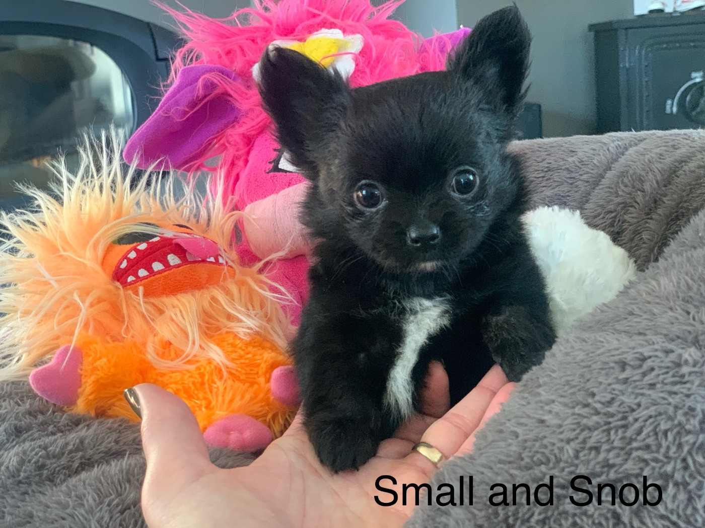 Small And Snob - Chiots disponibles - Chihuahua