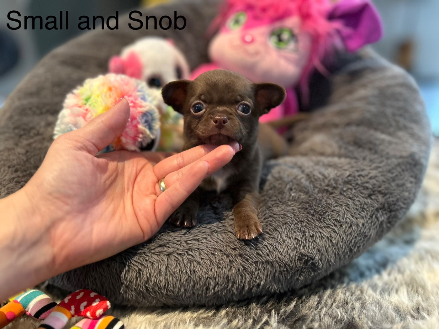 Small And Snob - Chiots disponibles - Chihuahua